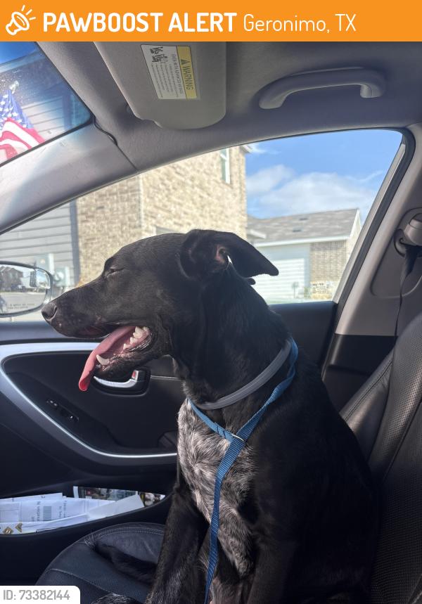 Found/Stray Female Dog last seen Navarro Ranch - Seguin, Geronimo, TX 78155