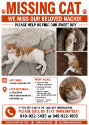 Lost Male Cat last seen La Viña Drive and Mimosa, Mission Viejo, CA 92691