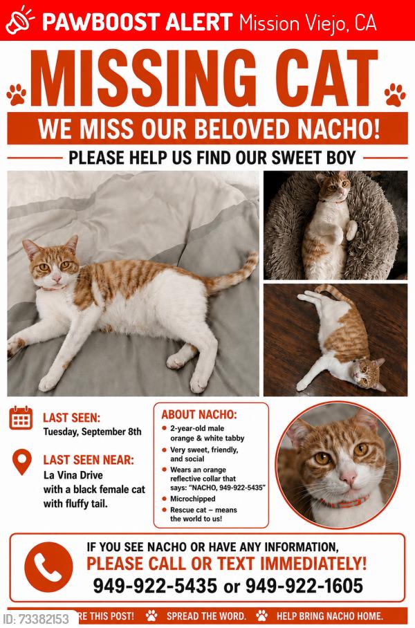 Lost Male Cat last seen La Viña Drive and Mimosa, Mission Viejo, CA 92691
