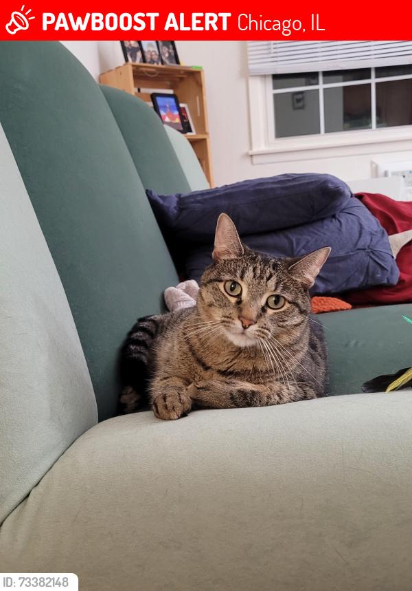 Lost Female Cat last seen Greenview and Devon, Chicago, IL 60660