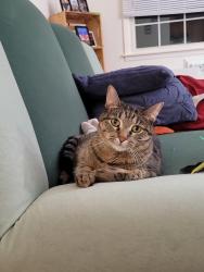 Lost Female Cat last seen Greenview and Devon, Chicago, IL 60660