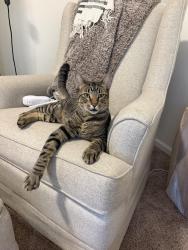 Found/Stray Male Cat last seen Green Hills Road & Barry Road, Kansas City, MO 64154