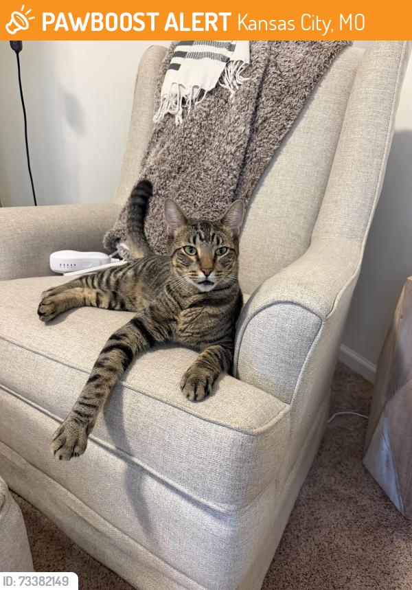 Found/Stray Male Cat last seen Green Hills Road & Barry Road, Kansas City, MO 64154