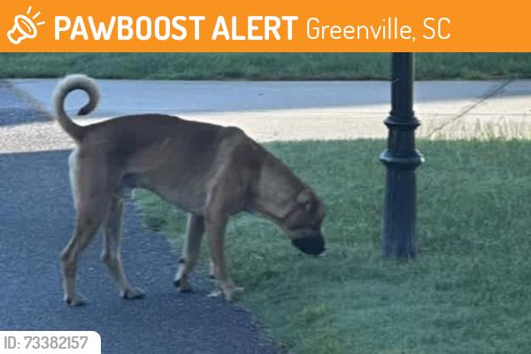 Found/Stray Male Dog last seen Carillon neighborhood, Greenville, SC 29617