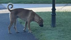 Found/Stray Male Dog last seen Carillon neighborhood, Greenville, SC 29617