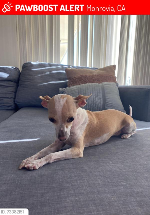Lost Female Dog last seen Crestview and Hillcrest, Monrovia, CA 91016