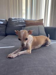 Lost Female Dog last seen Crestview and Hillcrest, Monrovia, CA 91016