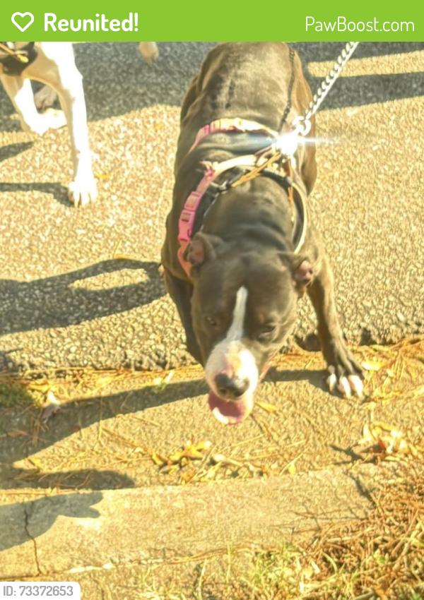 Reunited Female Dog last seen Wade hampton, Greer, SC 29650