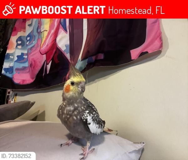 Lost Unknown Bird last seen south dade park, south dade senior highschool, Homestead, FL 33030