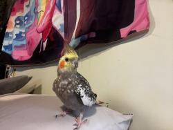 Lost Unknown Bird last seen south dade park, south dade senior highschool, Homestead, FL 33030