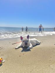 Lost Female Dog last seen Willis and Williams, San Jose, CA 95125