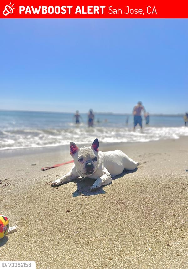 Lost Female Dog last seen Willis and Williams, San Jose, CA 95125