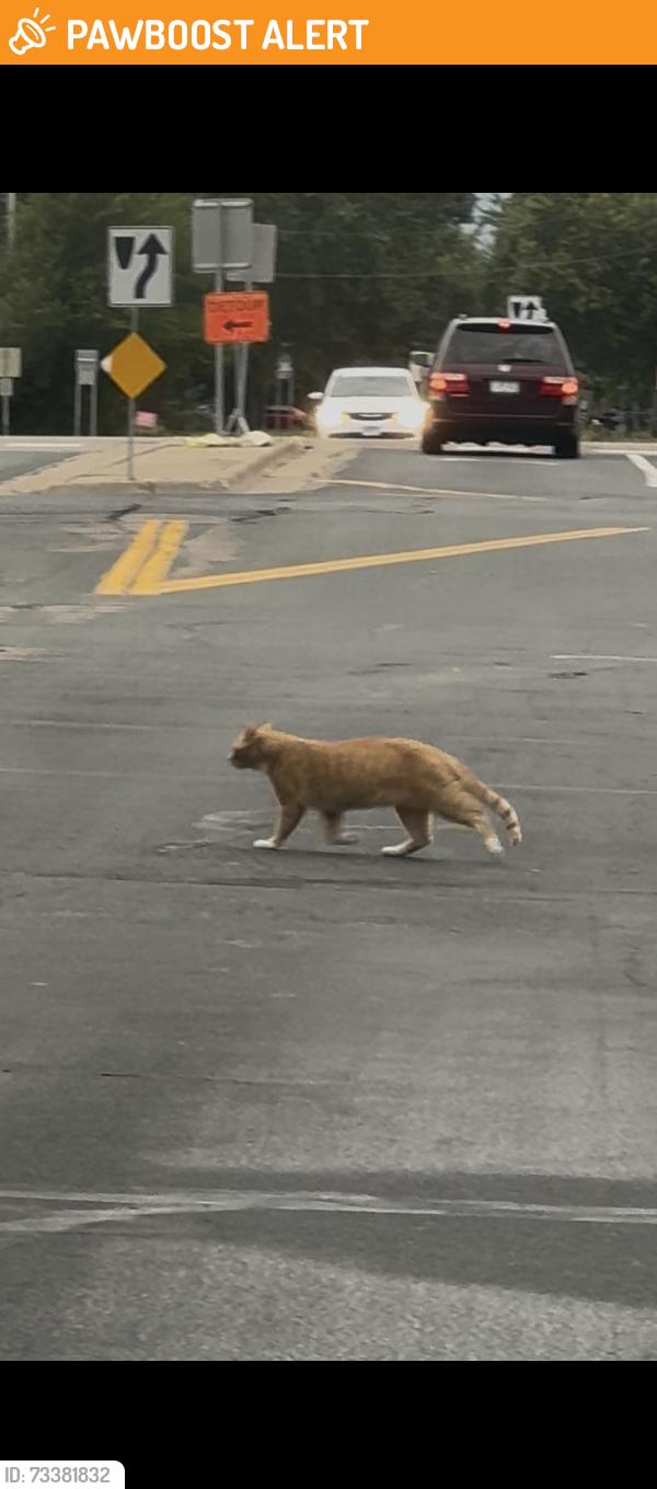 Found/Stray Unknown Cat last seen 73rd Avenue North and West River Road, Brooklyn Center, MN 55430