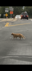 Found/Stray Unknown Cat last seen 73rd Avenue North and West River Road, Brooklyn Center, MN 55430