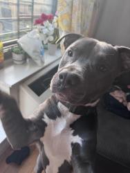 Lost Male Dog last seen Gipson St and Mott Ave, Queens, NY 11691