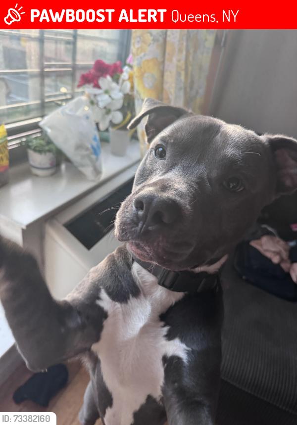 Lost Male Dog last seen Gipson St and Mott Ave, Queens, NY 11691