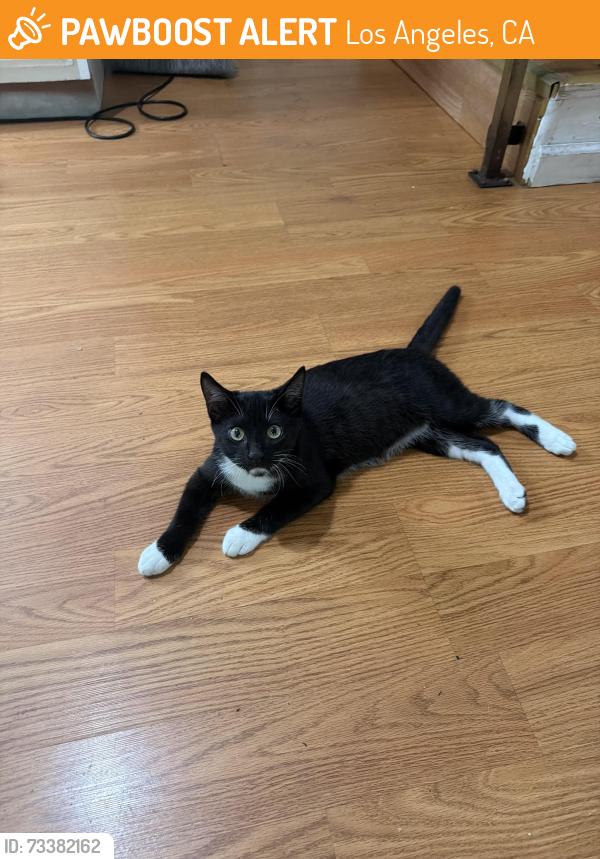Found/Stray Male Cat last seen W el segundo blvd, Los Angeles, CA 90247