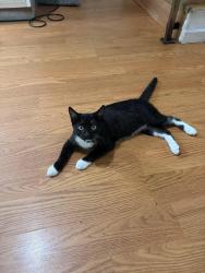 Found/Stray Male Cat last seen W el segundo blvd, Los Angeles, CA 90247