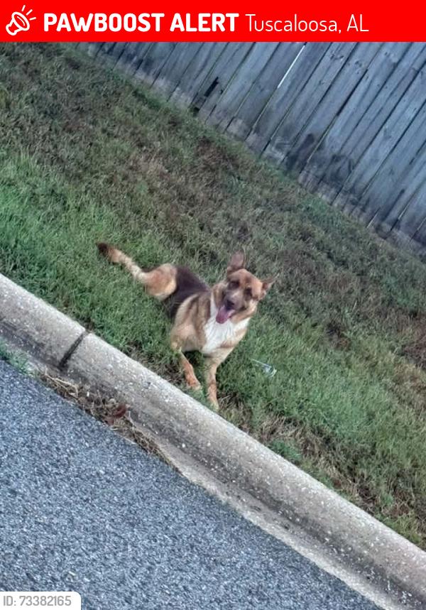 Lost Female Dog last seen AMSTI, Tuscaloosa, AL 35405