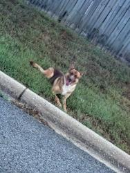 Lost Female Dog last seen AMSTI, Tuscaloosa, AL 35405