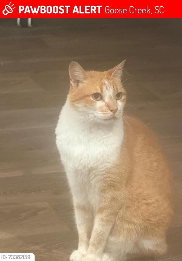 Lost Male Cat last seen Stall Way, Goose Creek (Creekside farms neighborhood), Goose Creek, SC 29445