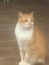 Lost Male Cat last seen Stall Way, Goose Creek (Creekside farms neighborhood), Goose Creek, SC 29445