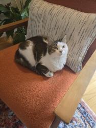 Lost Female Cat last seen 39th ave n and Nevada Ave, Minneapolis, MN 55427