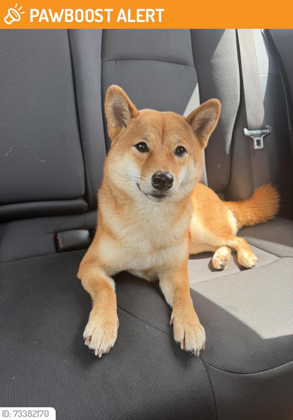 Found/Stray Female Dog last seen Sandalfoot Boulevard, Palm Beach County, FL 33428