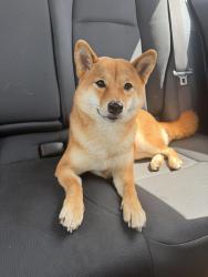 Found/Stray Female Dog last seen Sandalfoot Boulevard, Palm Beach County, FL 33428