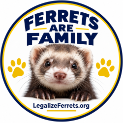 Found/Stray Female Ferret last seen Washington Street off El Cajon Blvd, down from BMW dealer, El Cajon, CA 92020
