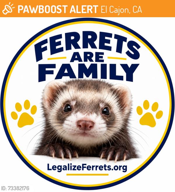 Found/Stray Female Ferret last seen Washington Street off El Cajon Blvd, down from BMW dealer, El Cajon, CA 92020