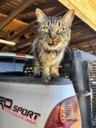 Lost Male Cat last seen Brockman Dr, Gonzales, CA 93926