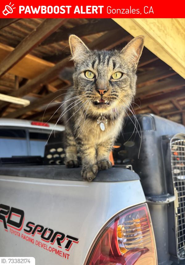 Lost Male Cat last seen Brockman Dr, Gonzales, CA 93926