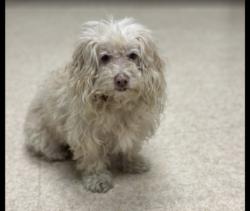 Shelter Stray Male Dog last seen , 957 N Gaffey St, San Pedro, CA 90731, USA
