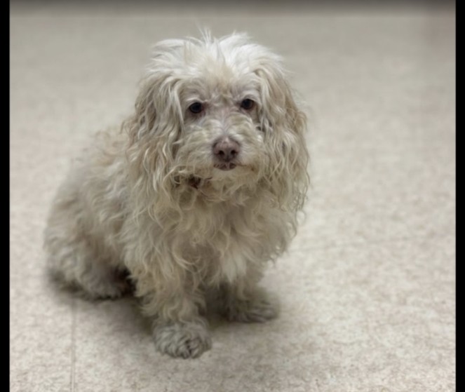 Shelter Stray Male Dog last seen , 957 N Gaffey St, San Pedro, CA 90731, USA