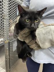 Shelter Stray Female Cat last seen SELLERS RD, 1601 Airport Rd, Shelby, NC 28150, USA