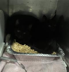 Shelter Stray Unknown Cat last seen SELLERS RD, 1601 Airport Rd, Shelby, NC 28150, USA