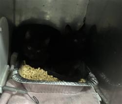 Shelter Stray Unknown Cat last seen SELLERS RD, 1601 Airport Rd, Shelby, NC 28150, USA