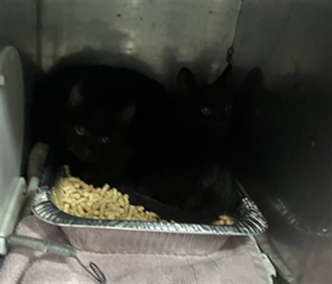 Shelter Stray Unknown Cat last seen SELLERS RD, 1601 Airport Rd, Shelby, NC 28150, USA