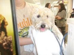Shelter Stray Female Dog last seen , 14409 Vanowen St, Van Nuys, CA 91405, USA