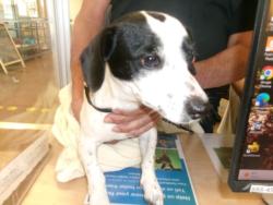 Shelter Stray Male Dog last seen , 14409 Vanowen St, Van Nuys, CA 91405, USA
