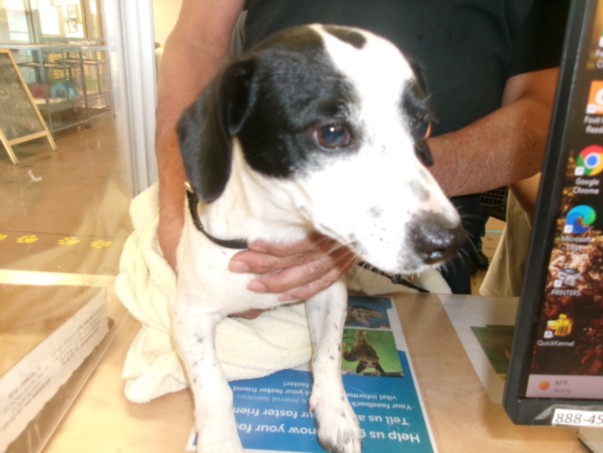 Shelter Stray Male Dog last seen , 14409 Vanowen St, Van Nuys, CA 91405, USA