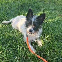 Shelter Stray Male Dog last seen , 600 Aviation Dr, Camarillo, CA 93010, USA