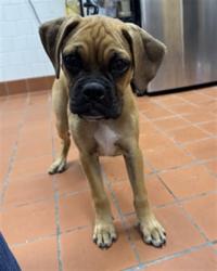 Shelter Stray Male Dog last seen , 600 Aviation Dr, Camarillo, CA 93010, USA