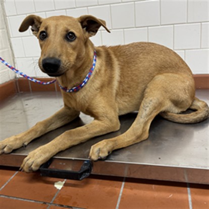 Shelter Stray Female Dog last seen , 600 Aviation Dr, Camarillo, CA 93010, USA