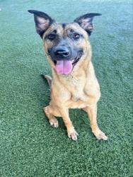 Shelter Stray Female Dog last seen Near BLOCK NW 3 ST, 3599 NW 79th Ave, Doral, FL 33122, USA