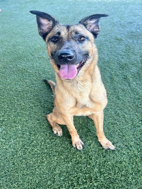 Shelter Stray Female Dog last seen Near BLOCK NW 3 ST, 3599 NW 79th Ave, Doral, FL 33122, USA