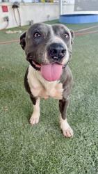 Shelter Stray Female Dog last seen Near BLOCK SW 209 AVE, 3599 NW 79th Ave, Doral, FL 33122, USA