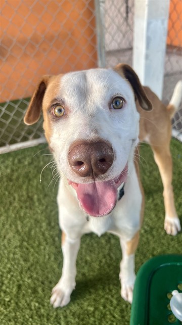 Shelter Stray Male Dog last seen Near BLOCK SW 146 CT, 3599 NW 79th Ave, Doral, FL 33122, USA