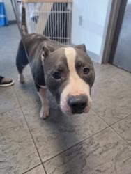 Shelter Stray Male Dog last seen , 11361 W Pico Blvd, Los Angeles, CA 90064, USA